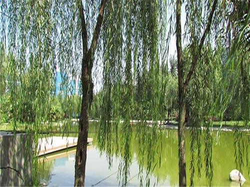 成都希望職業(yè)學(xué)校幼師專業(yè)方向介紹