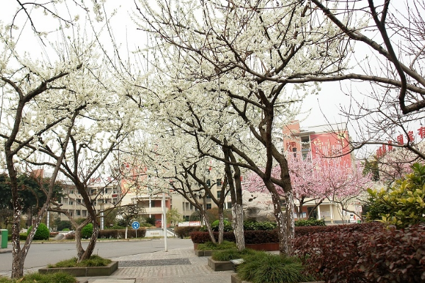 綿陽市江油中學(xué)和江油一中哪個(gè)好